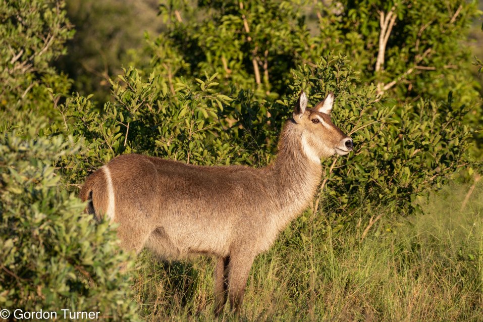 <h2>The Best of South Africa Escorted 2023</h2> 14 Nights | 6 Rounds | March 11 - 25